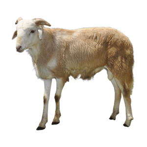 sheep 2